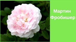 Морозостойкие розы.  Канадские розы: обзор сортов