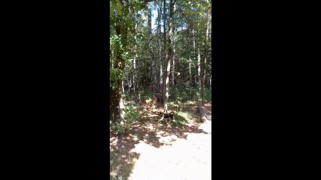 Шарлатаны в дрессировке, что такое социализация собаки, логические ошибки в определении социализаци смотреть онлайн