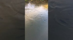 Выращивание Форели в пруду. Пруд на приусадебном участке.