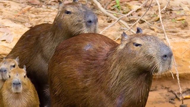 Самые интересные факты о КАПИБАРАХ, которые Вы не знали! | Самая большая водосвинка смотреть онлайн