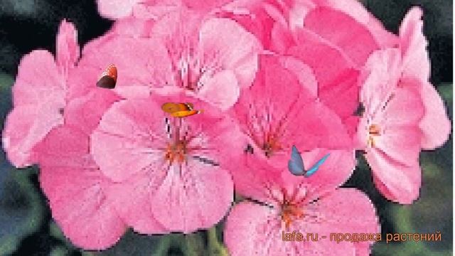 Пеларгония зональный Пинк ? зональный пеларгония Пинк обзор: как сажать, семена пеларгонии Пинк смотреть онлайн