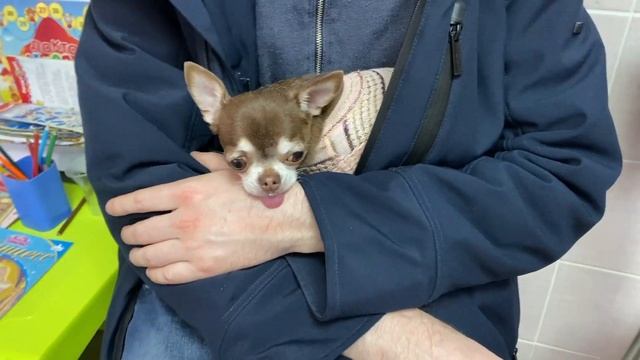 Чипирование собаки! Гигантская игла! Такую ты еще не видел! смотреть онлайн