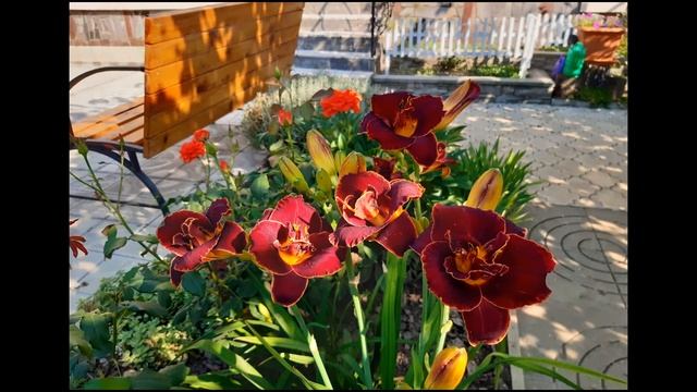 Моя коллекция прекрасных лилейников смотреть онлайн