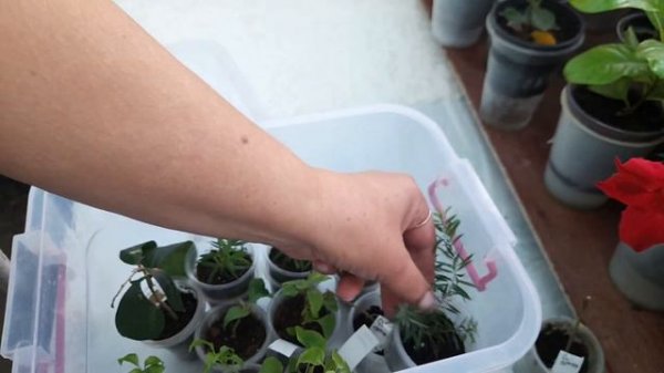 Адаптация растений после укоренения.