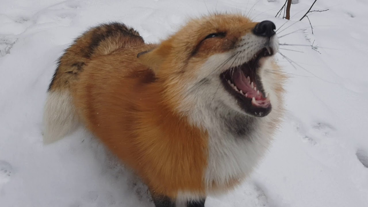 Кратко о содержании лисы в квартире [Лиса Алиса, Alice the Fox, лисы, собаки, животные, милота] смотреть онлайн