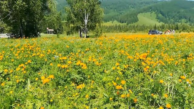 Горный Алтай. ЦАРСТВО "ОГОНЬКОВ" на Чуйском тракте смотреть онлайн