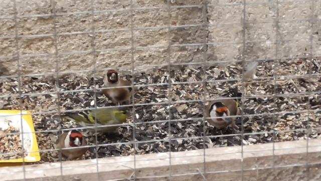 щеглы и чижики в вольере смотреть онлайн