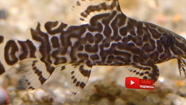 СИНОДОНТИС. СОДЕРЖАНИЕ В АКВАРИУМЕ. смотреть онлайн