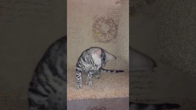 Бенгал Серебро .питомник бенгалов Leominipard.ru