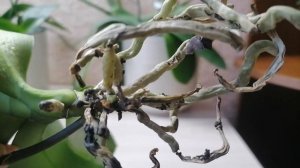 орхидея уход за орхидеей без грунта