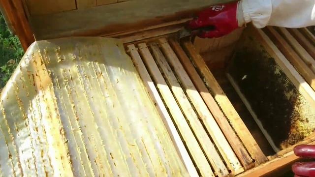 Осмотр пасеки. Две матки в улье! Пасека в июле. Как бороться с шершнями? смотреть онлайн