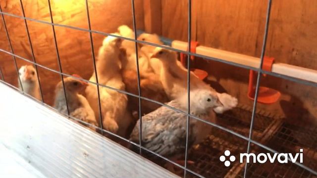 Режим инкубации куриных яиц. У нас пополнение ?????????? смотреть онлайн