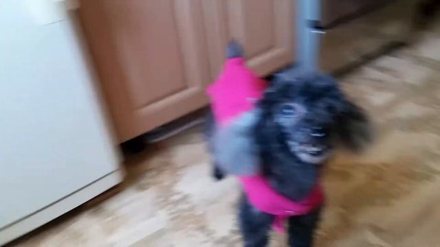 Пудель Кузов днюха