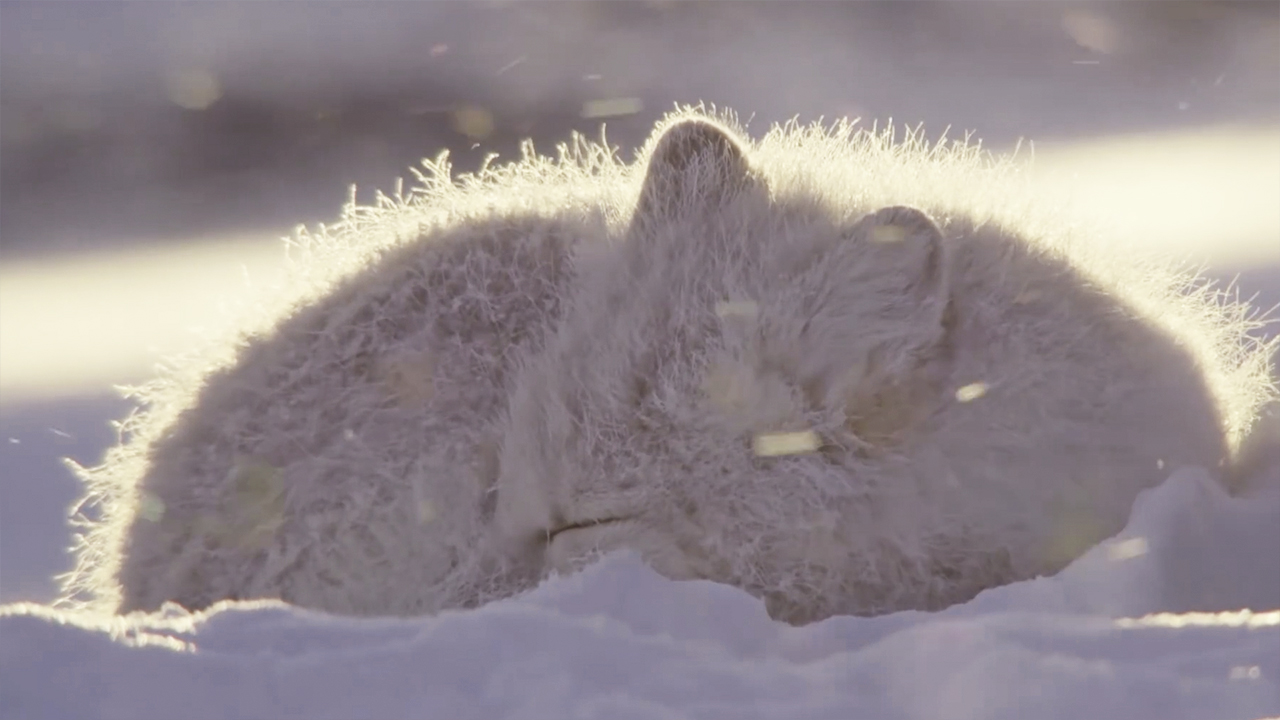 Песец: искусство выживания! Интересные факты о полярной лисице смотреть онлайн