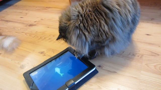 Friskies Cat Fishing Game on Ipad with Faylinn and Elfy смотреть онлайн