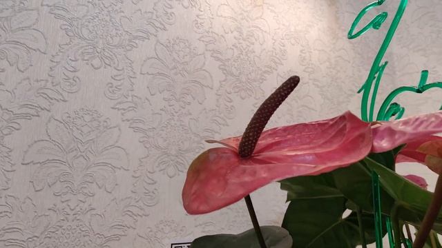 Антуриум Юта / Anthurium Utah. Короткий видеообзор в разрешении 4К смотреть онлайн
