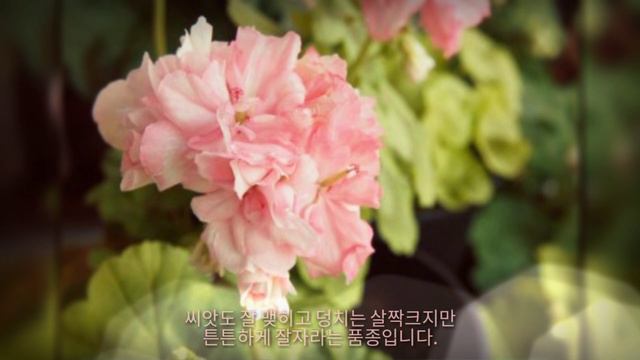 제라늄 #12 모발ㅣ유럽제라늄ㅣ햇살곰ㅣMovalㅣEurope PelargoniumㅣGeranium