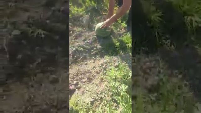 Арбузы Дагестан оптом