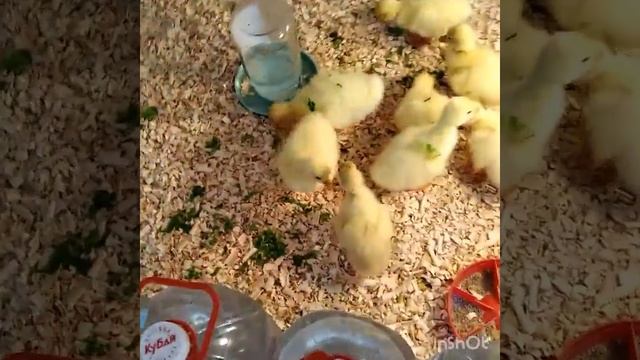 Гусятки. смотреть онлайн