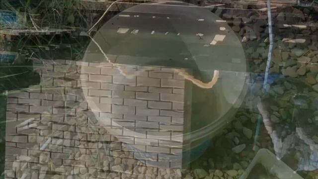 Летучая мышь Рыбалка на своем пруду смотреть онлайн