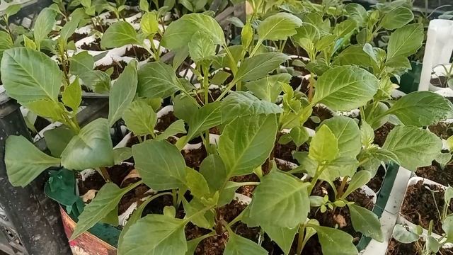 Рассада цены Ассортимент Май Сибирь 2023г.