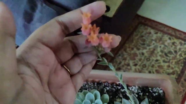Echeveria succulent flower #gardening #succulent #succulents_only #flowers #echeverias #echeveria смотреть онлайн
