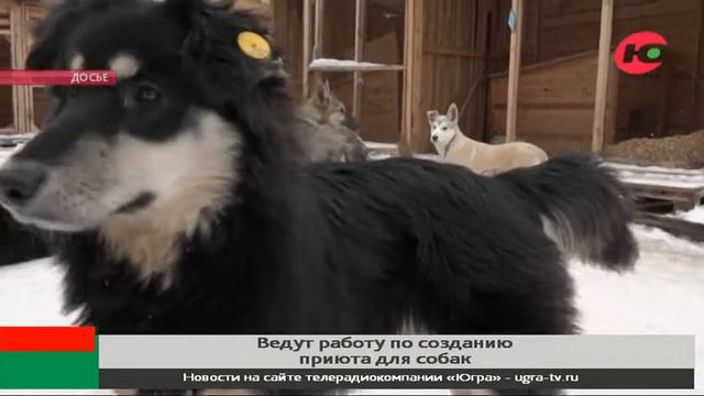 В Мегионе усовершенствуют территорию для содержания безнадзорных животных смотреть онлайн