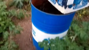 Выращивание огурца осенью и зимой без досветки