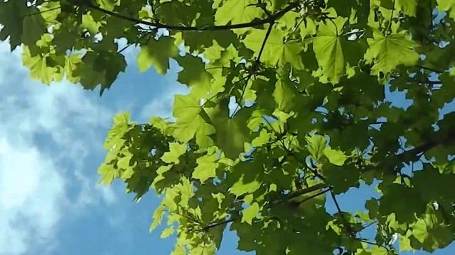 Acer platanoides смотреть онлайн