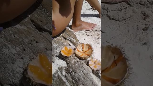 Как употреблять в пищу морских ежей. Панглао Филиппины. Пляж Либаонг.