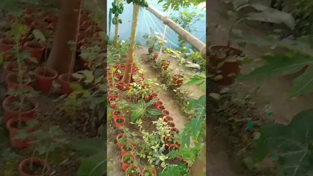 Папая банан Узбекистонда йэтиштирилмокда смотреть онлайн