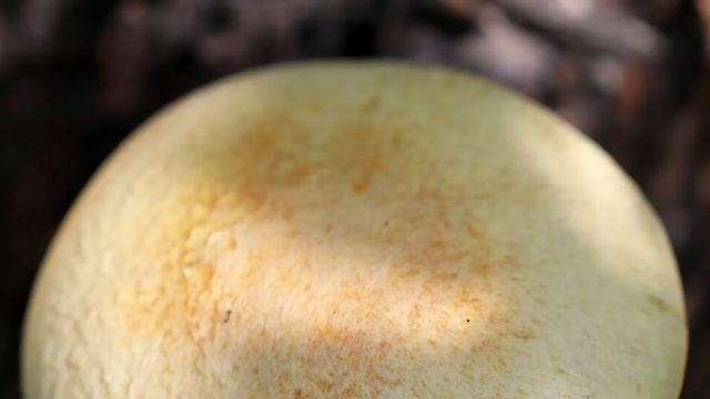 Yellow Gymnopilus (slide show) смотреть онлайн