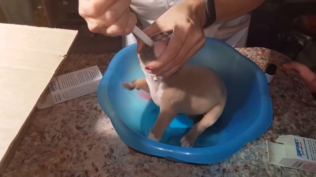 Обработка щенков ам.стаффов от глистов смотреть онлайн