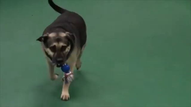 Chewy wants a BFF смотреть онлайн