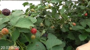 Сбор ежевики сорта Астерина 2020