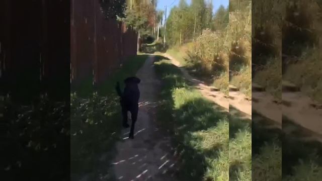 Собака друг человека смотреть онлайн