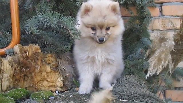 Щенок мини Помски - Вик смотреть онлайн