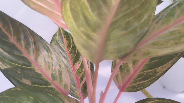 bermacam macam jenis aglonema смотреть онлайн