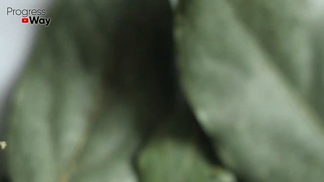 Никогда Не Сажайте Томаты И Перец Без Этого! Рассада Крепкая И Урожайная В 5 Раз Больше! смотреть онлайн