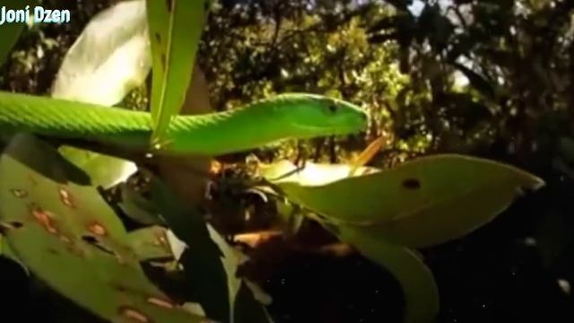 Такое Редко Увидишь ! 14 Самых Редких Змей в Мире смотреть онлайн