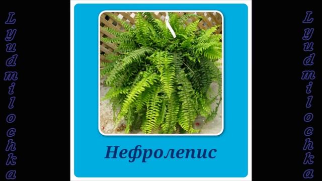 Растения, которым необходим обильный полив смотреть онлайн