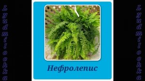 Растения, которым необходим обильный полив