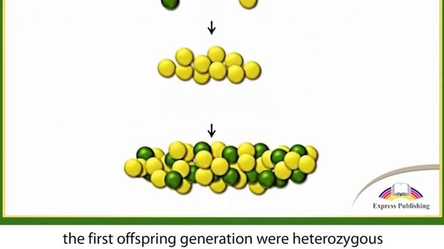 Action 11. Module 1. Mendel's Peas: Inheritance Explained смотреть онлайн