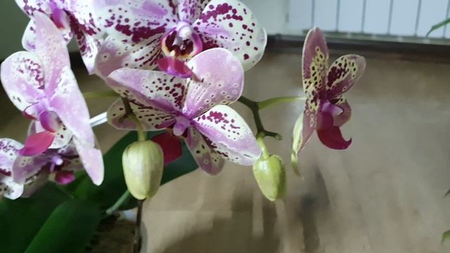 Вот это КРАСОТКА Цветёт Орхидея "Фронтера" смотреть онлайн