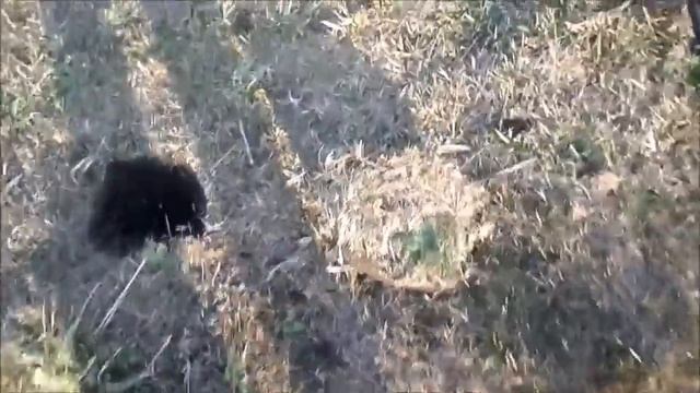 Копаем в месте, где был найден клад смотреть онлайн