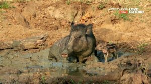 #ВВС Мир Животных