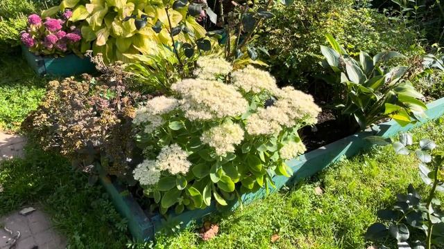 Очиток Stardust