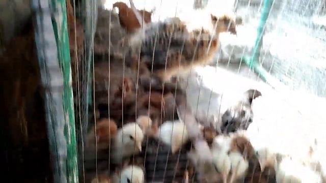 Chicken farm setup in village: Chicken farming смотреть онлайн