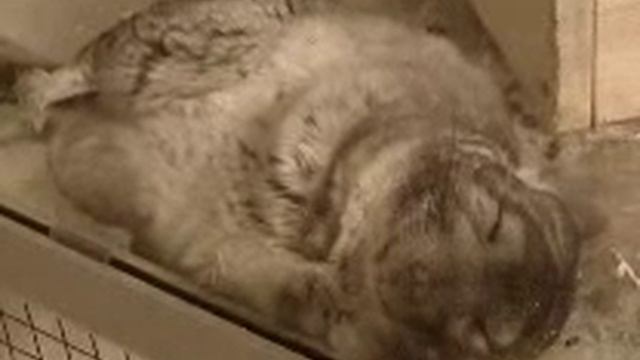 Беременная шиншилла Котлета смотреть онлайн