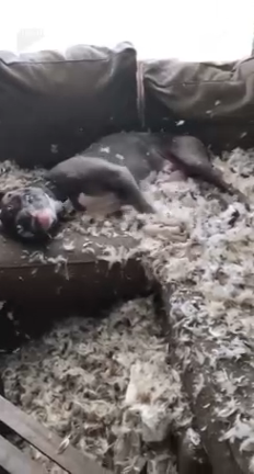 Пёс сгрыз подушку смотреть онлайн